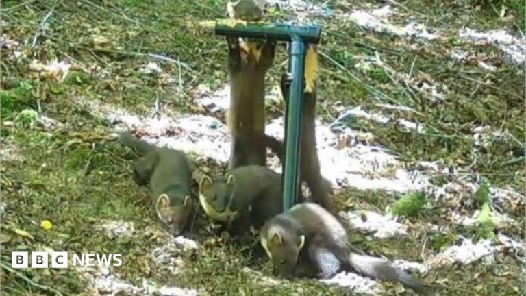 Birth of pine marten kits ‘a fantastic sign’