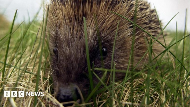 Hedgehog road deaths ‘devastating’ populations