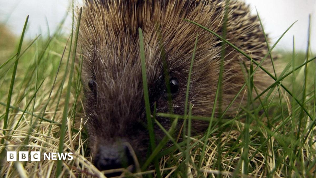Hedgehog road deaths ‘devastating’ populations