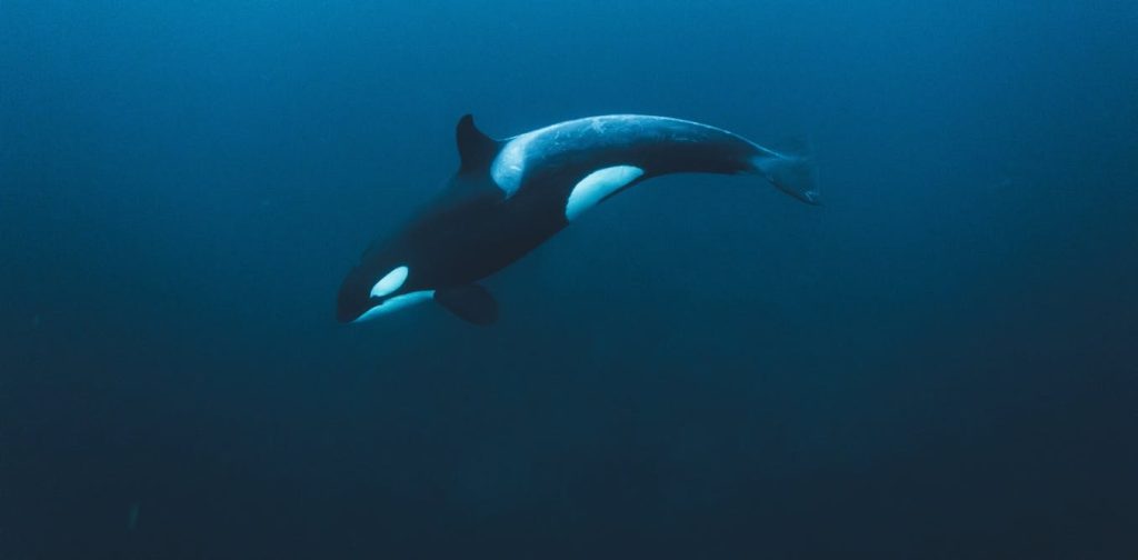 ‘Like someone whacking a piñata’: orcas explode sunfish by ramming them at high speed