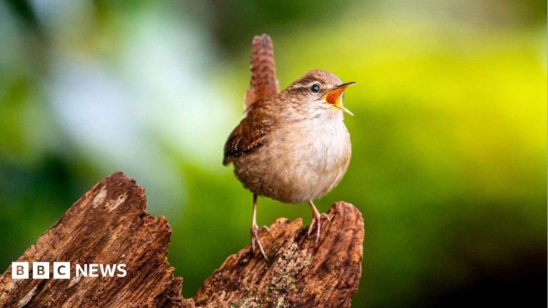 Scientists find the secret of birdsong’s ‘spectacular diversity’