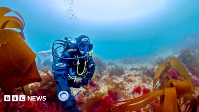 Scientist’s lifelong obsession with mystery of elusive ‘pink zebra’ seaweed
