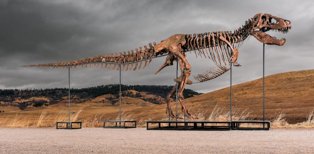 What science loses when ‘T. rex’ becomes a trophy