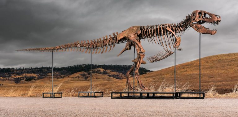 What science loses when ‘T. rex’ becomes a trophy