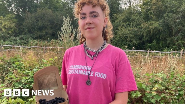 ‘Why we are rescuing unpicked blackberries’