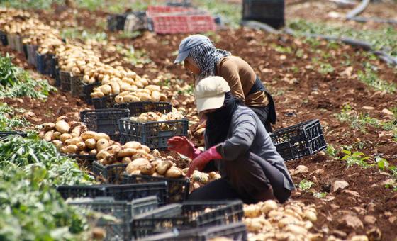 As wars spread, the global food system unravels