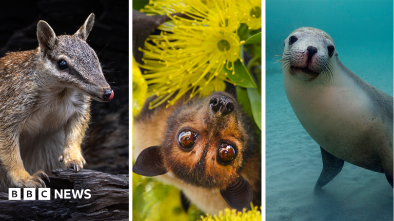 Australia is the planet’s extinction hotspot, but one animal offers a glimmer of hope