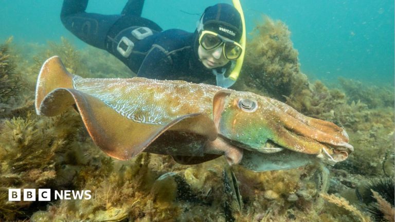 Australia usually hosts the world’s biggest cuttlefish mating event – not this year