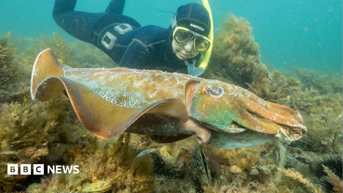 Australia usually hosts the world’s biggest cuttlefish mating event – not this year