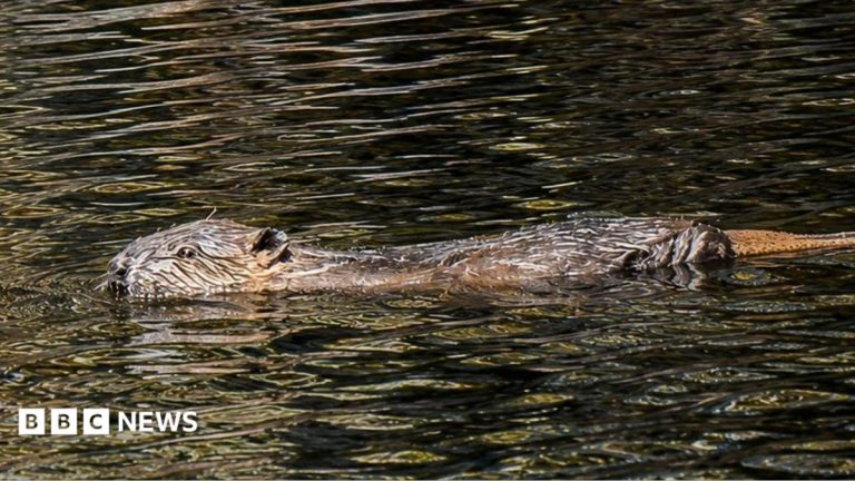 Beaver dams ‘helping boost drought resilience’