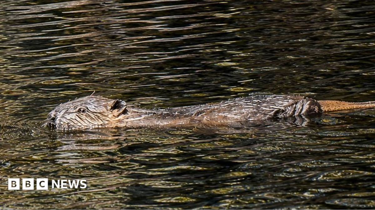 Beaver dams ‘helping boost drought resilience’