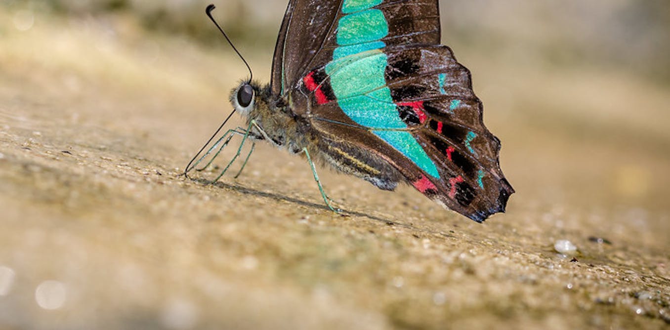 Butterflies are on the move as the planet warms: new research