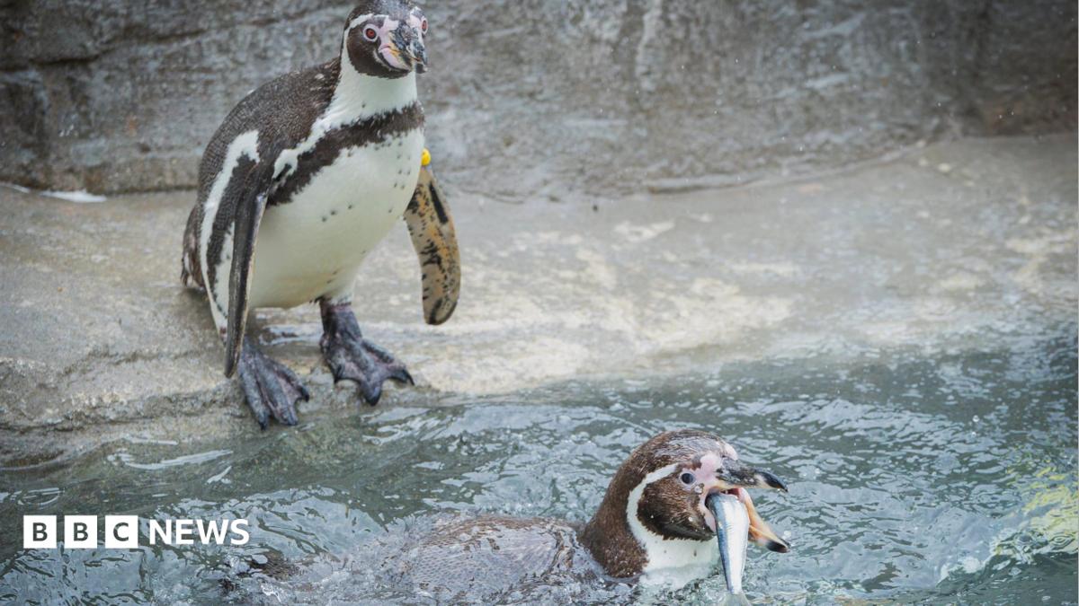 Cornish sardines back on menu for penguins