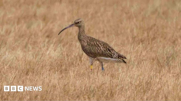 Curlew revival continues at nature reserve