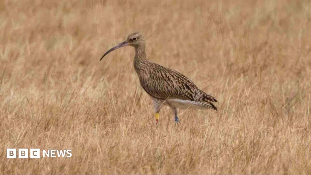 Curlew revival continues at nature reserve