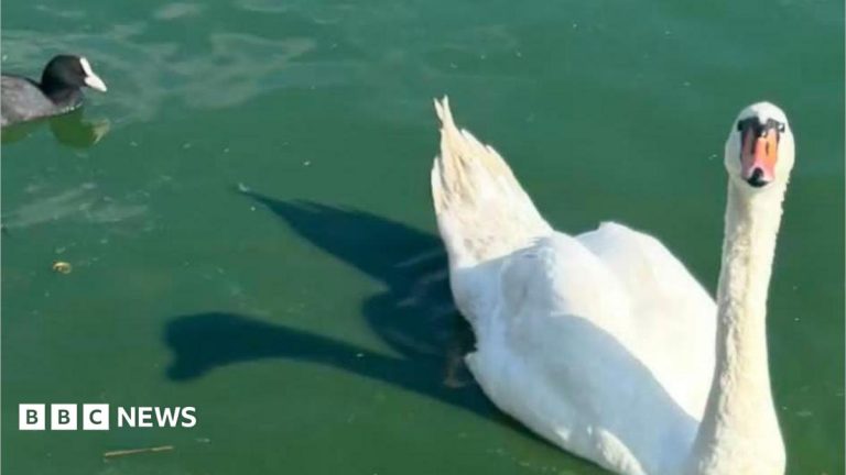 Death of swan family leaves residents ‘devastated’