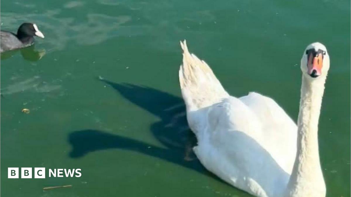 Death of swan family leaves residents ‘devastated’