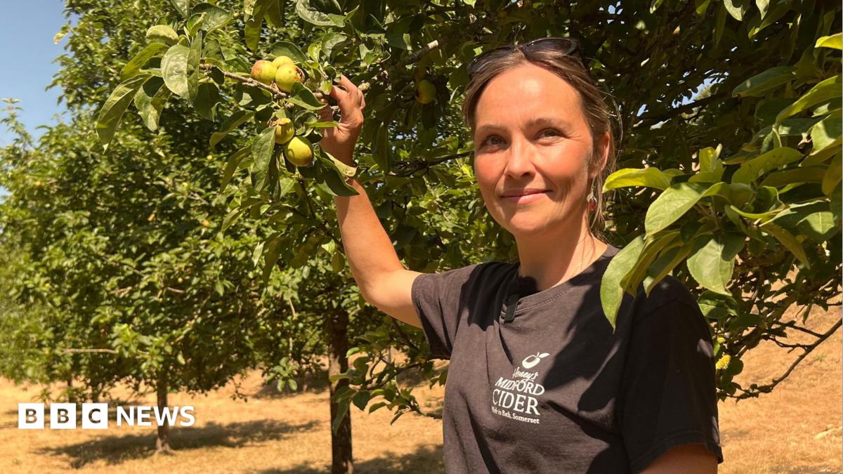 Drought leaves ‘barely any apples’ to make cider