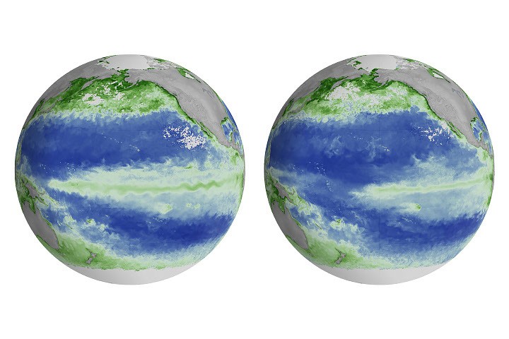 El Niño Alters Marine Life in the Pacific