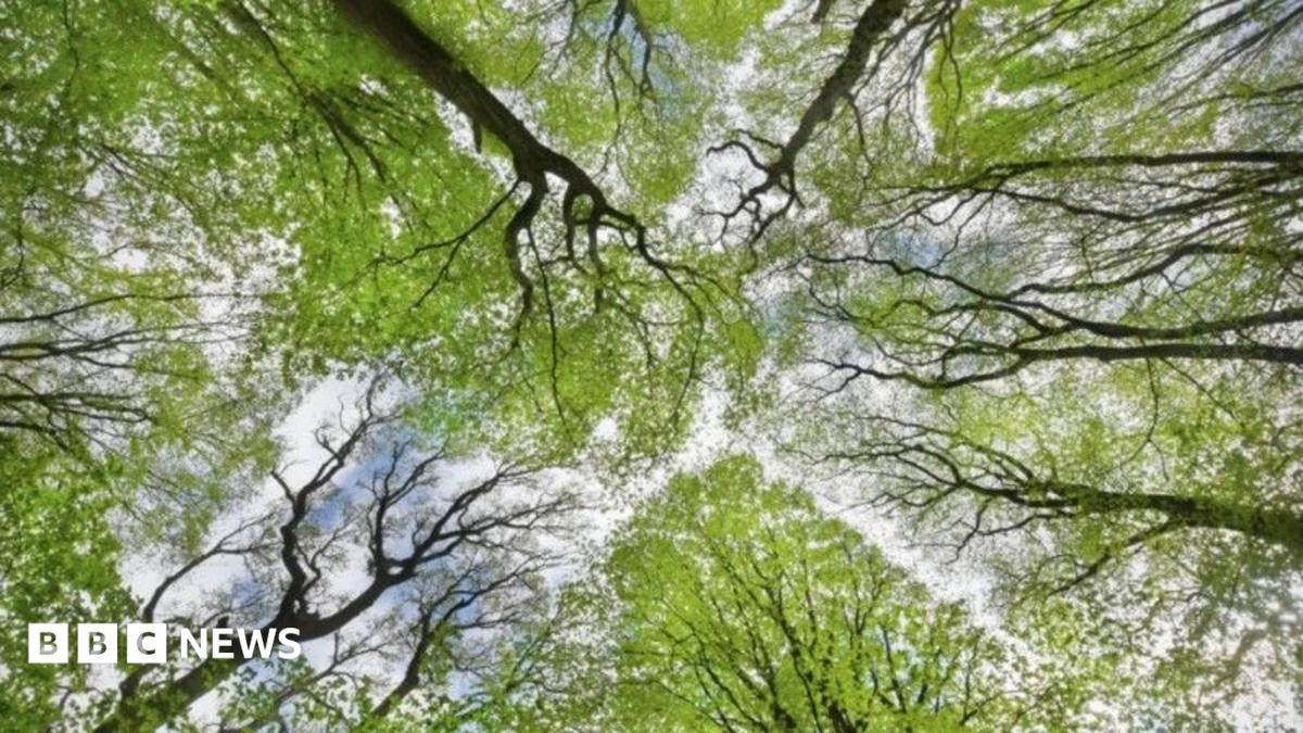 Forest funding boost as two million trees planted