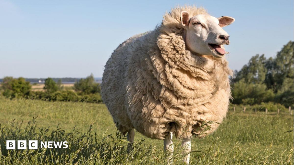 From jumpers to slug pellets – how British wool is back in demand