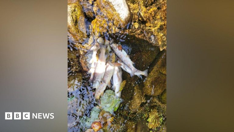 Generations of fish ‘wiped out’ after pollution incident