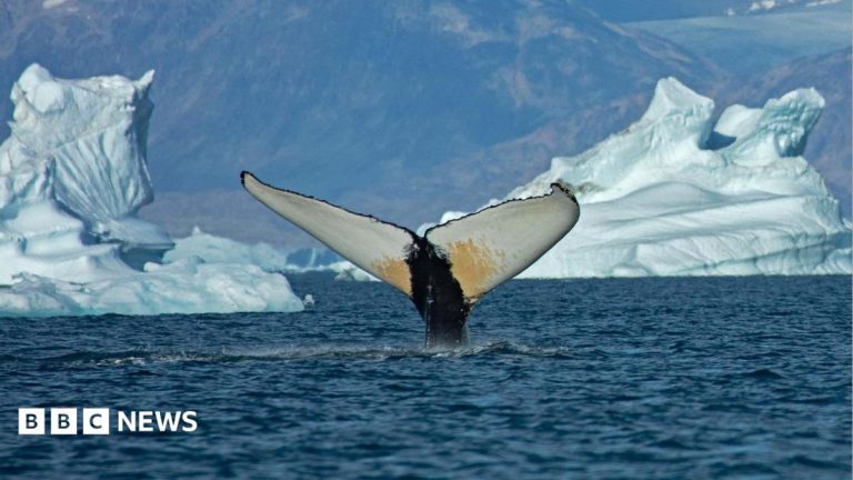 Giant whales move into Greenland waters as ice disappears