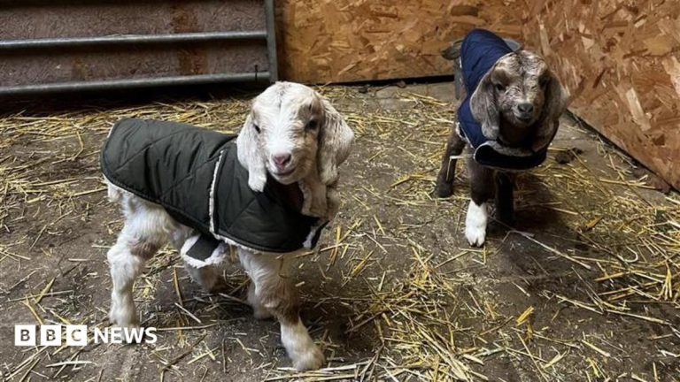 Goat sanctuary purchases 16.9 acres of more land