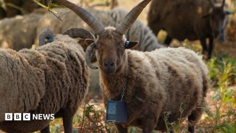 GPS collars making shepherds’ lives ‘much easier’