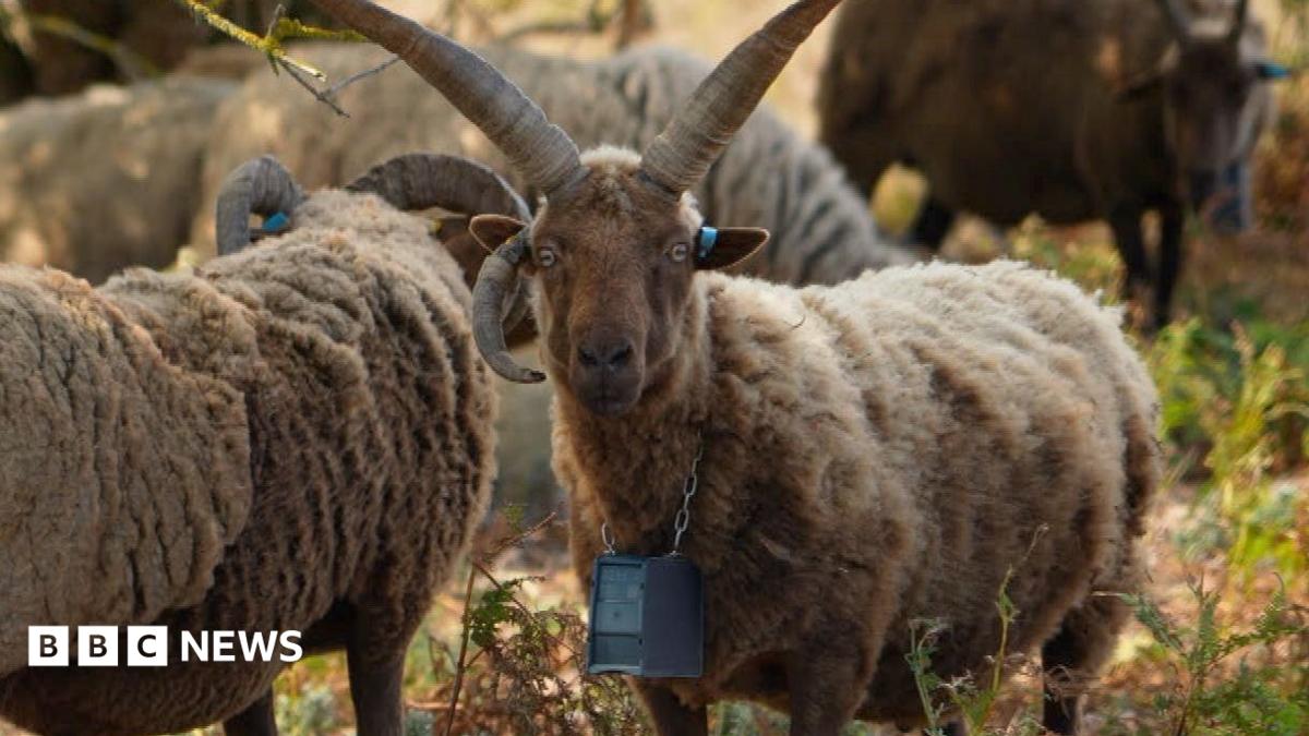 GPS collars making shepherds’ lives ‘much easier’