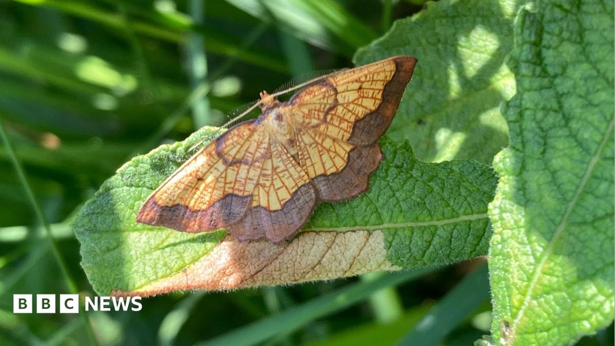 Hidden moth population found after 70 years