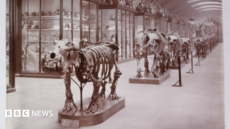 Hidden museum gallery to reopen after 83 years