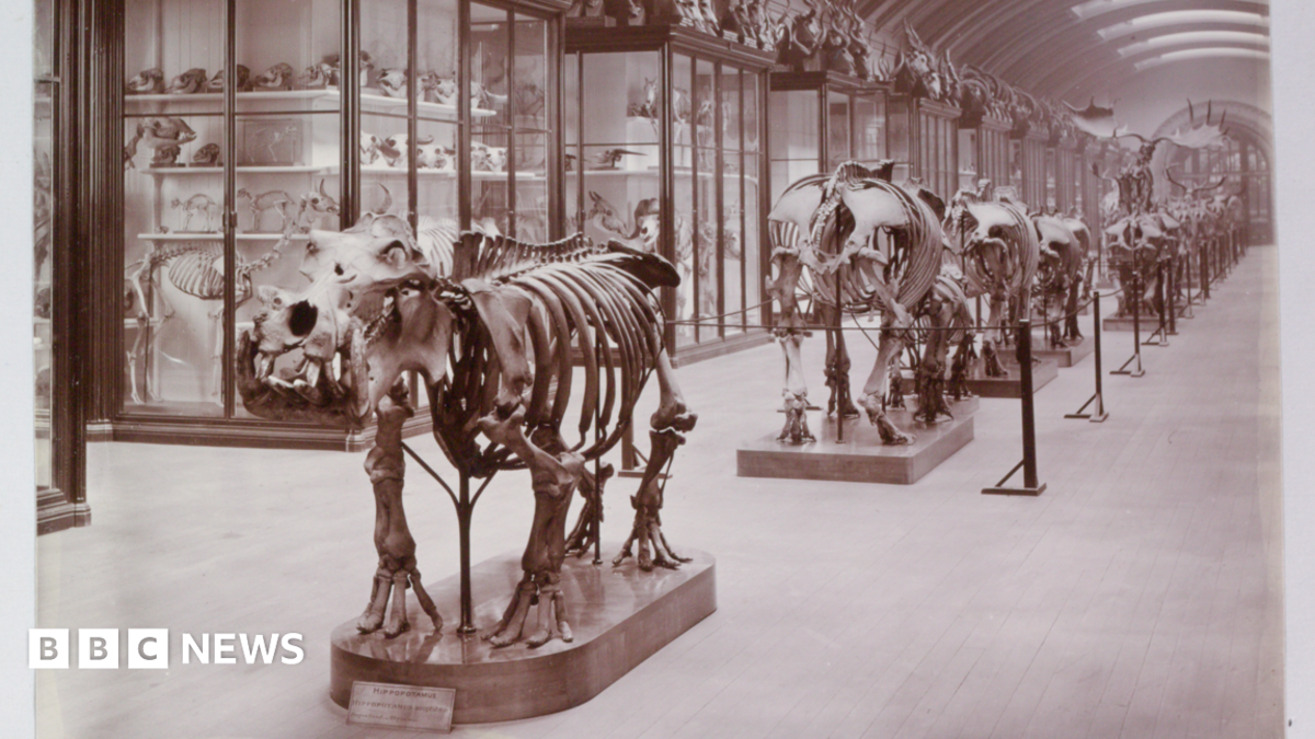 Hidden museum gallery to reopen after 83 years