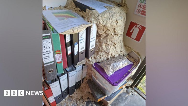 Huge wasp nest takes over wildlife trust’s office