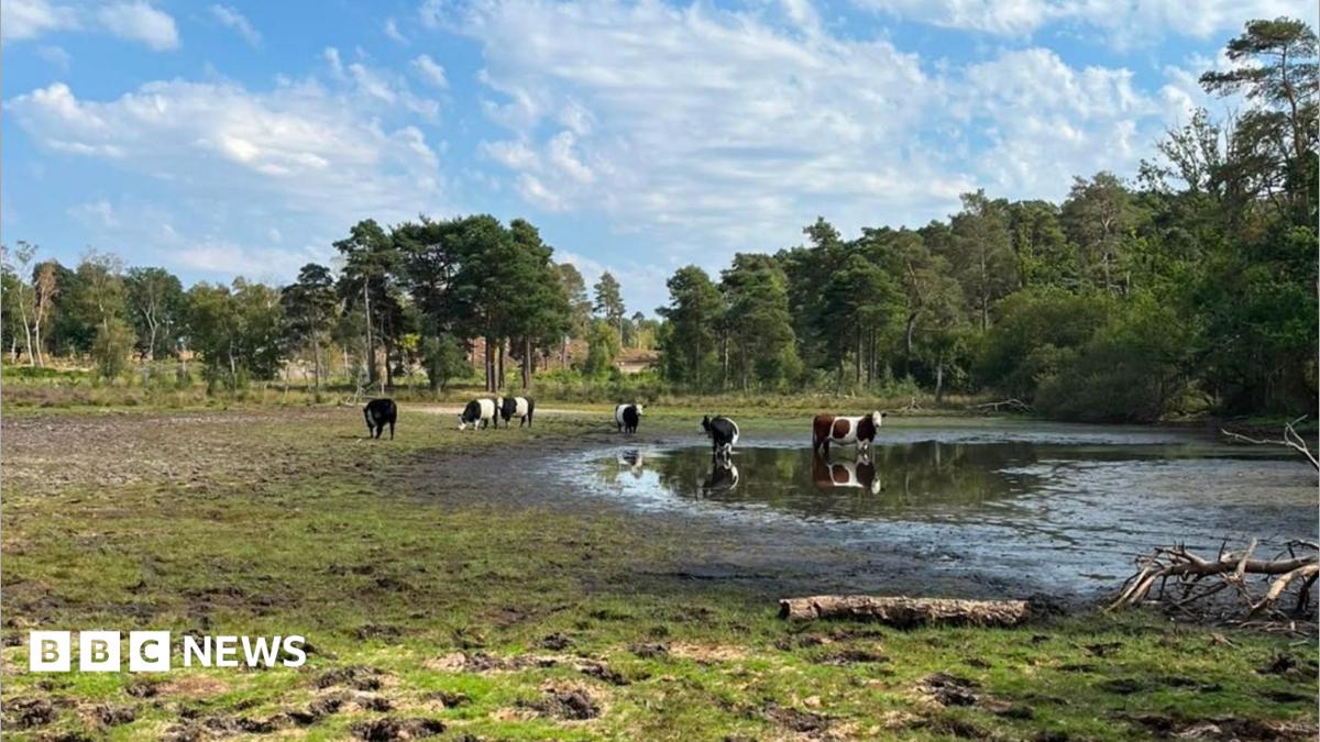 ‘I have never seen the pond so low in 17 years’