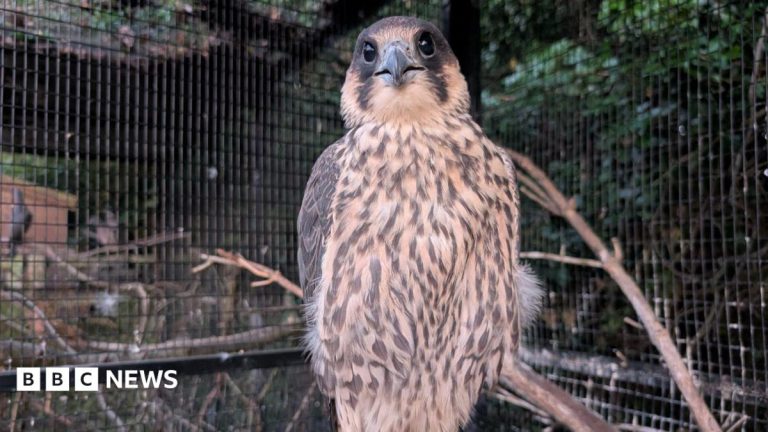 Injured peregrine reunion ‘brought tears to eyes’