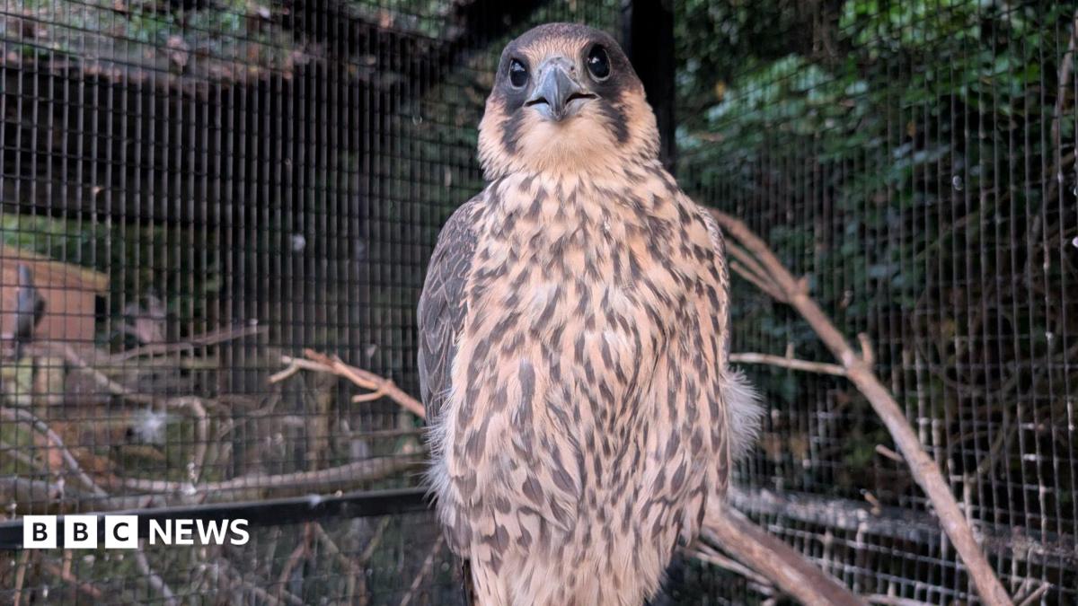 Injured peregrine reunion ‘brought tears to eyes’