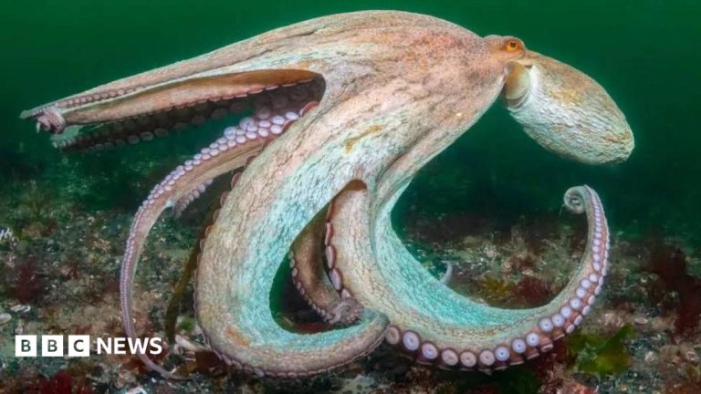 Island could protect 30% of waters in marine plan
