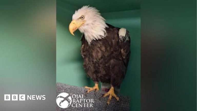 Jackie, the famous California bald eagle, dies after weeks of intensive care