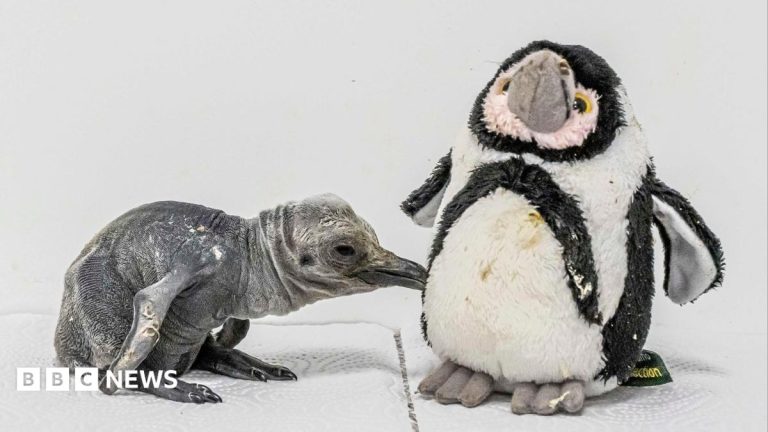 King penguin chick hatches in UK heatwave