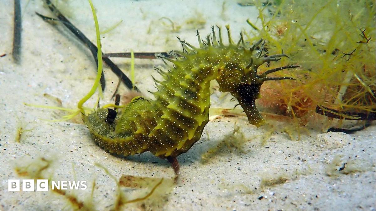 Legal warning after rise in seahorse disturbances