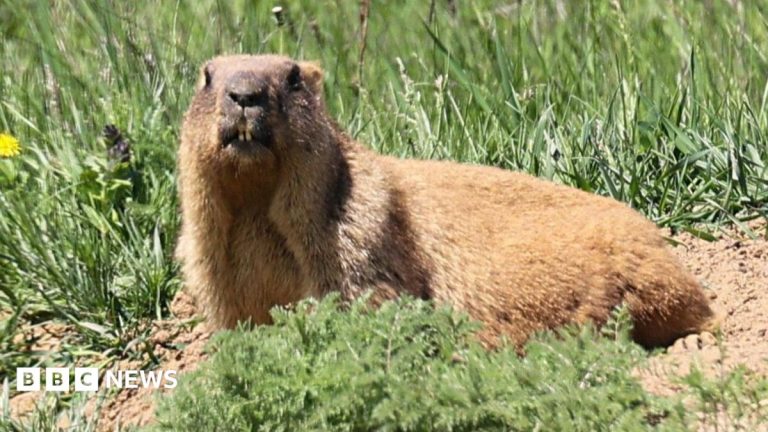 Marmots facing money troubles turn to OnlyFans