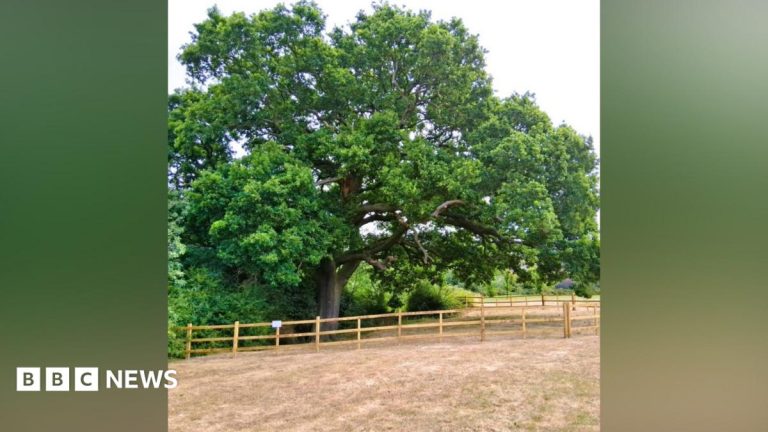 Measures in place to protect historic oak tree