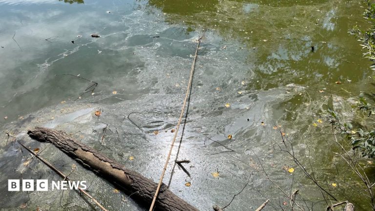 Murky pond will cost £100k for full restoration