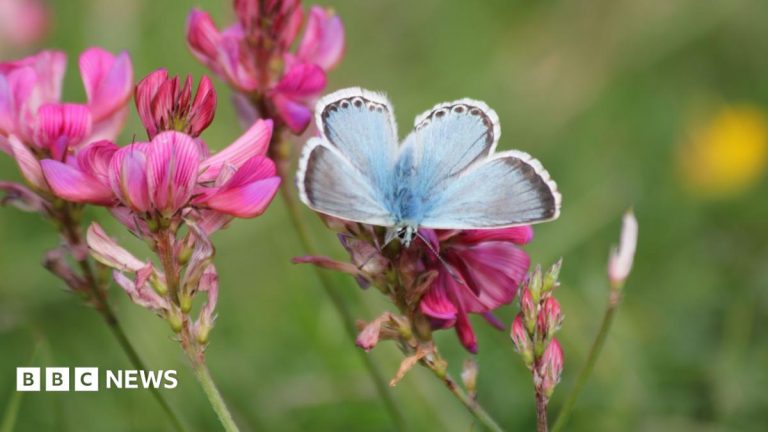 Nature reserves spot rare species during heatwaves
