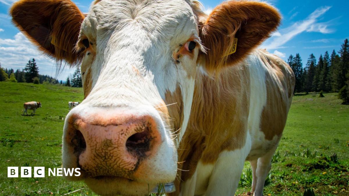 Northern Ireland farm profits topped £1bn in 2025