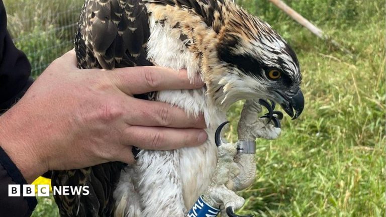 Ospreys hatch at nature reserve for first time