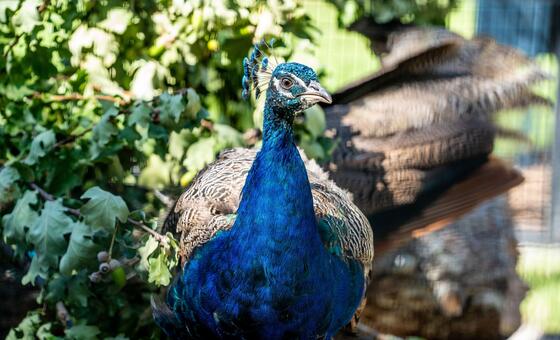 Peacock party takes pride of place in nod to decades of turbulent history