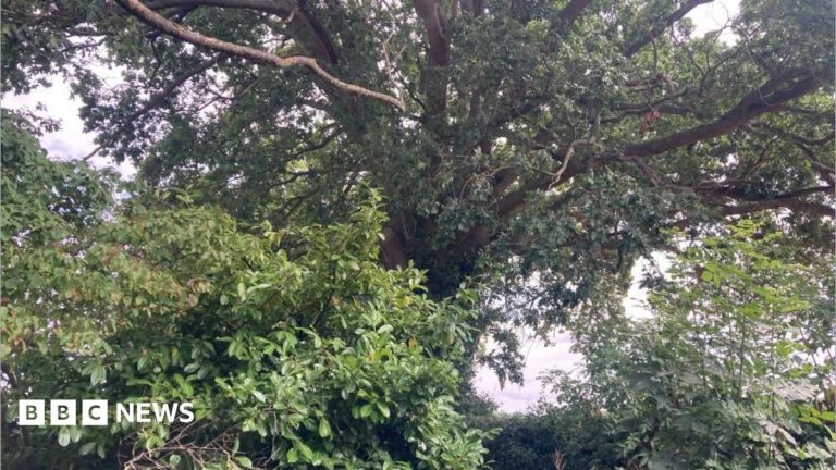 Preservation order protects 300-year-old oak