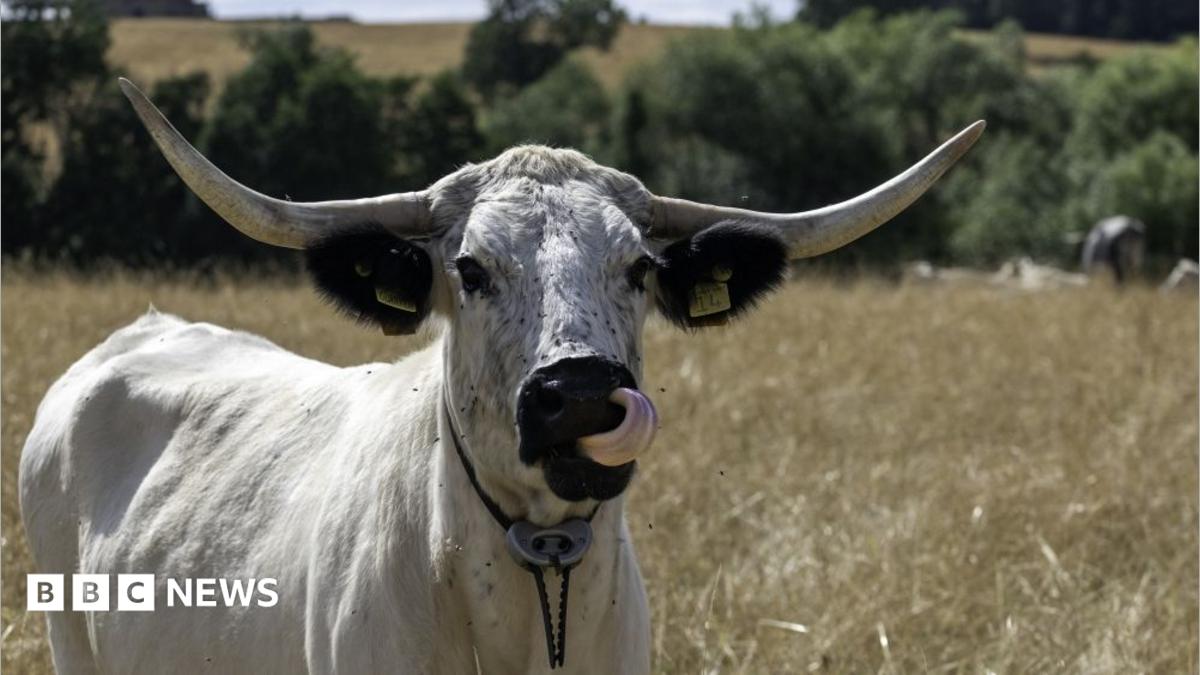 Rare cows part of estate’s rewilding project